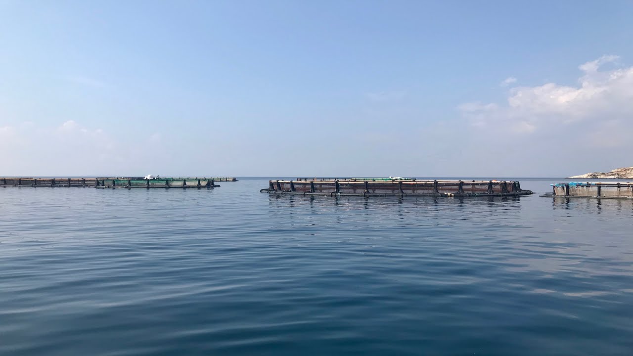 pandespani.com | Ιχθυοκαλλιέργεια ελληνικού ψαριού Fish from Greece