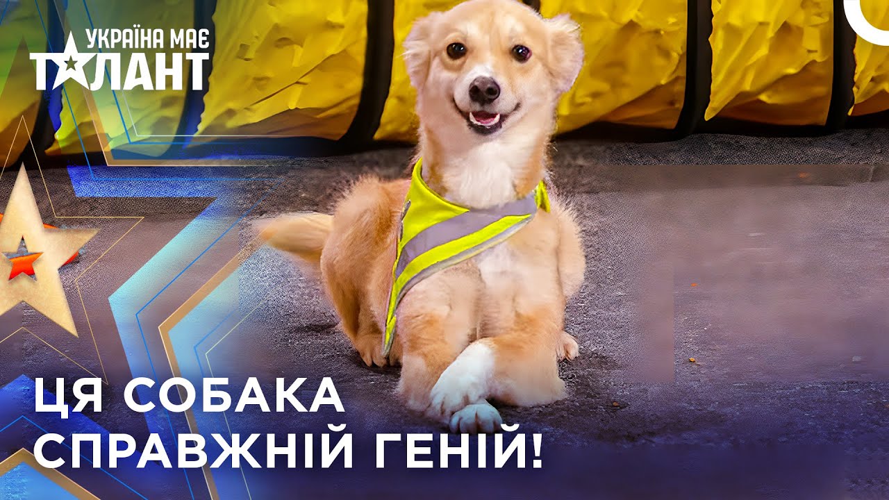 Рівень IQ Цього Песика Вражає! | Україна має талант