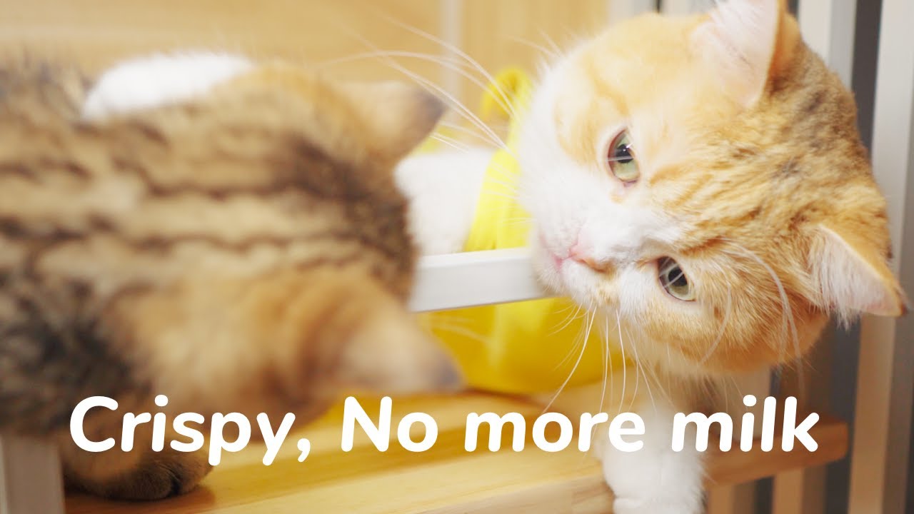 Kittens Are Crazy Cause Weaning - Lucky Paws Easter Eggs - Day 48 @ Baby Kittens Day 1 to Day 100