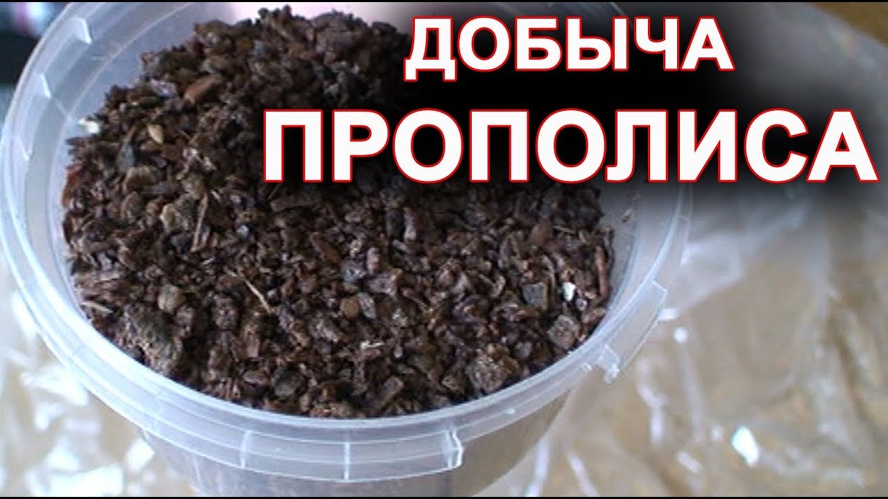 ПРОПОЛИС. Добыча прополиса.