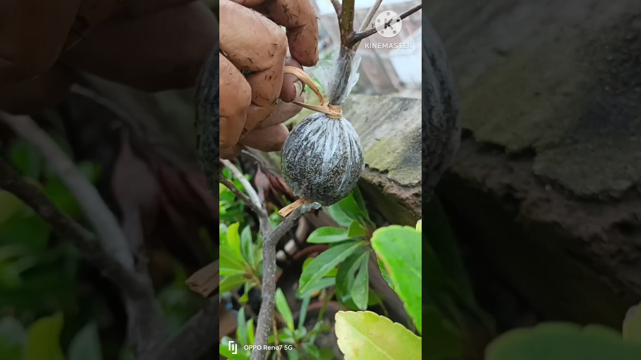 How to air layering olive plant care #shorts # #grafting #airlayering