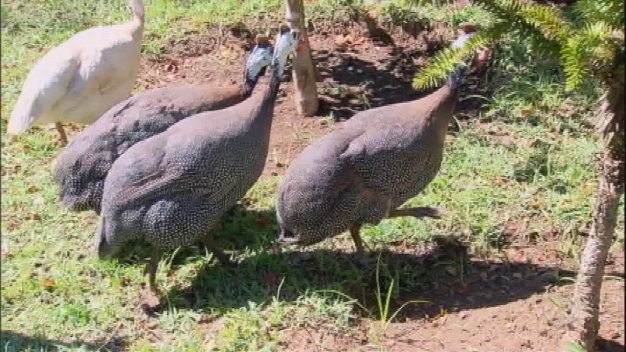 Galinhas d'angola são usadas como arma natural contra escorpiões