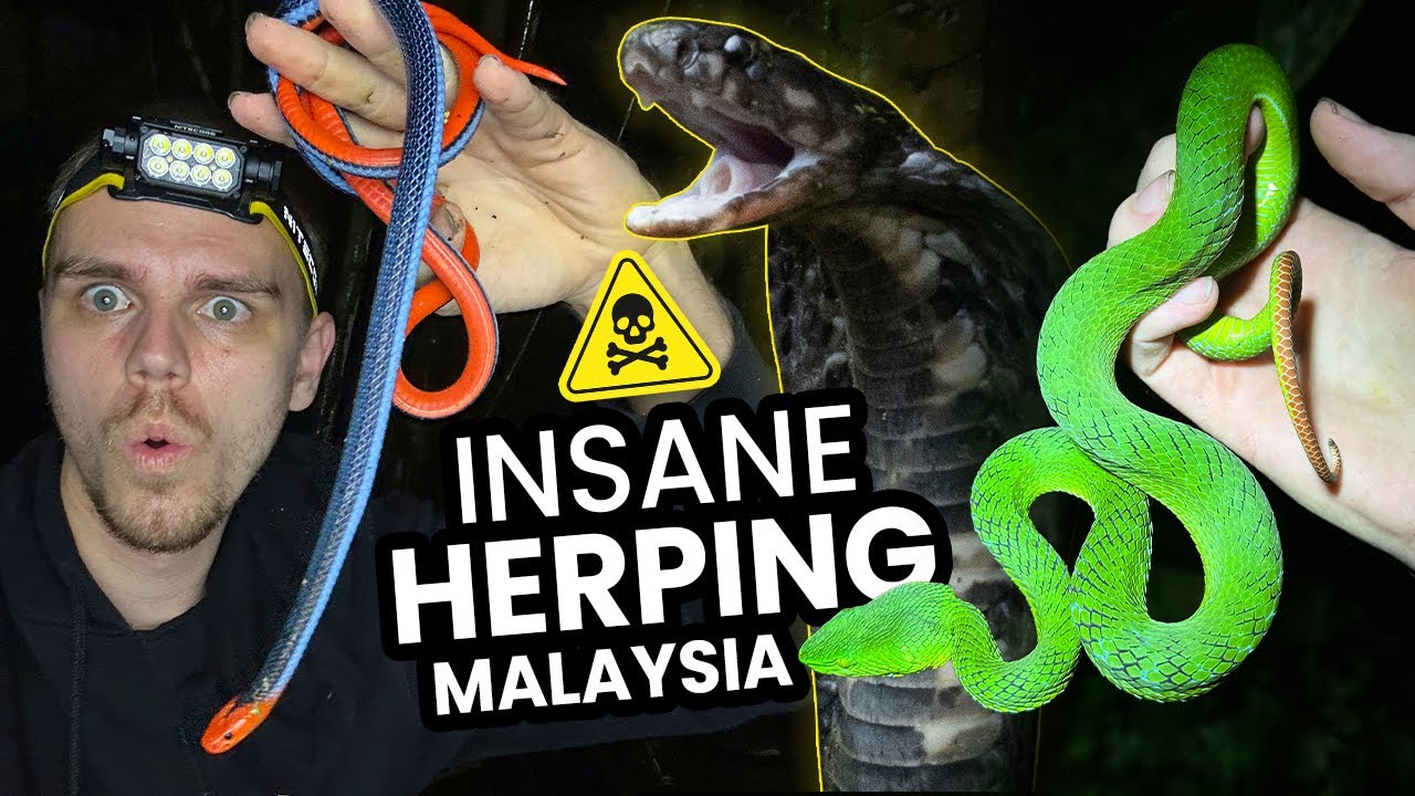 We Found the most BEAUTIFUL DEADLY SNAKES in Malaysia!