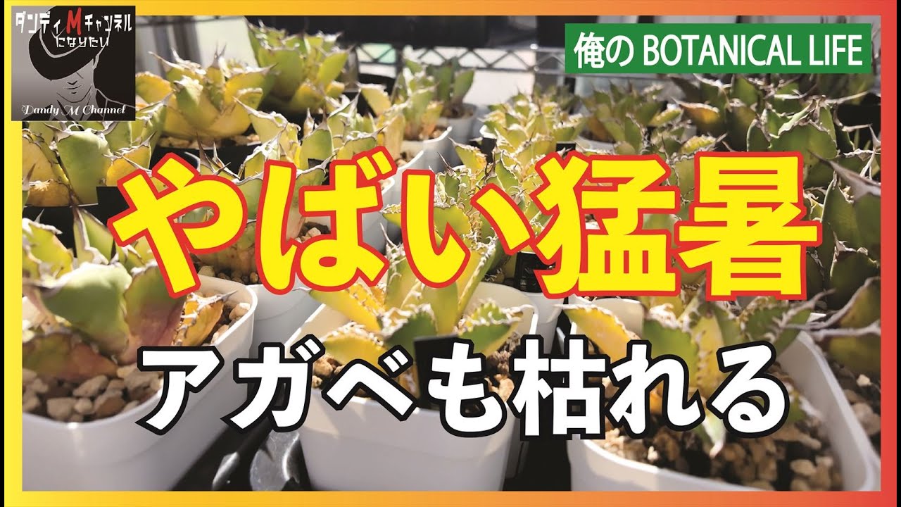 アガベも枯れる猛暑！温室内・地植えのアガベがやばい
