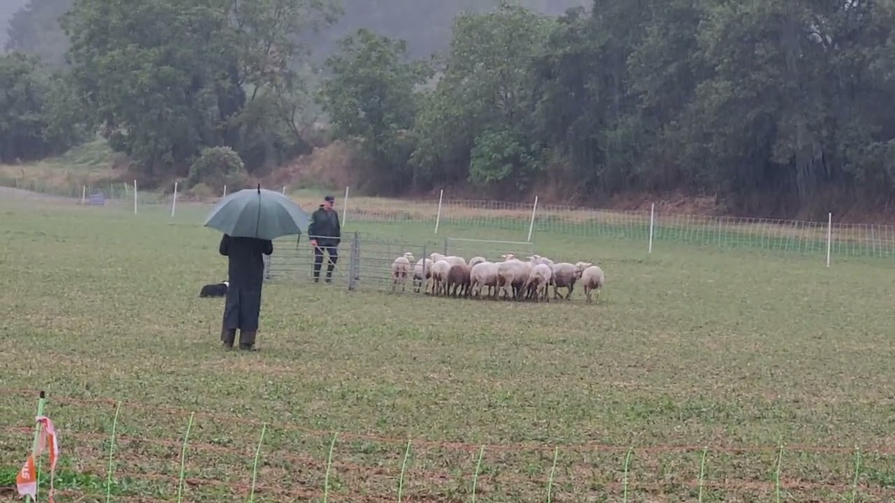 Dernier concours 2024de Névie et pascal à Vaunaveys la Rochette juger par Laurent CANTON.