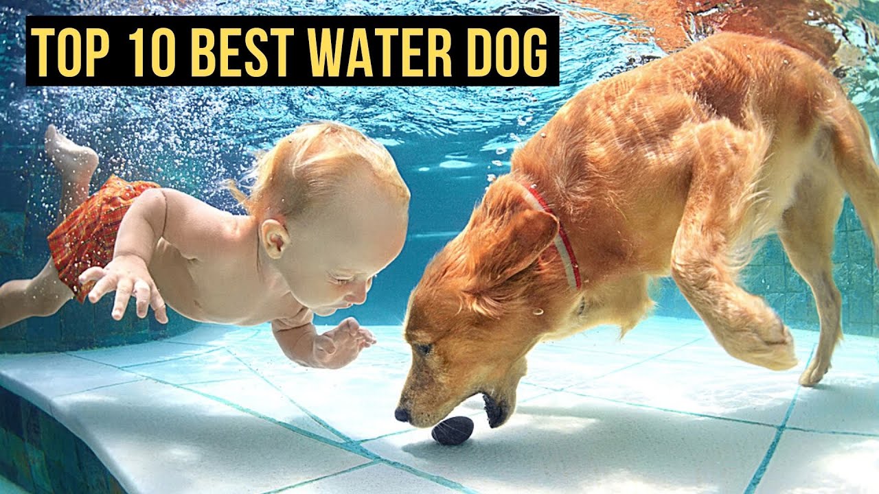 Top 10 Best Water Dog Breeds