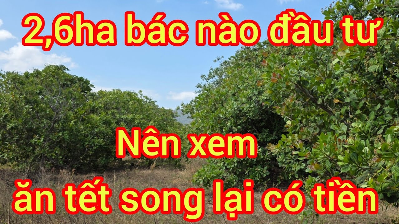 Cần nhượng lô này bác nào cần alô nha 