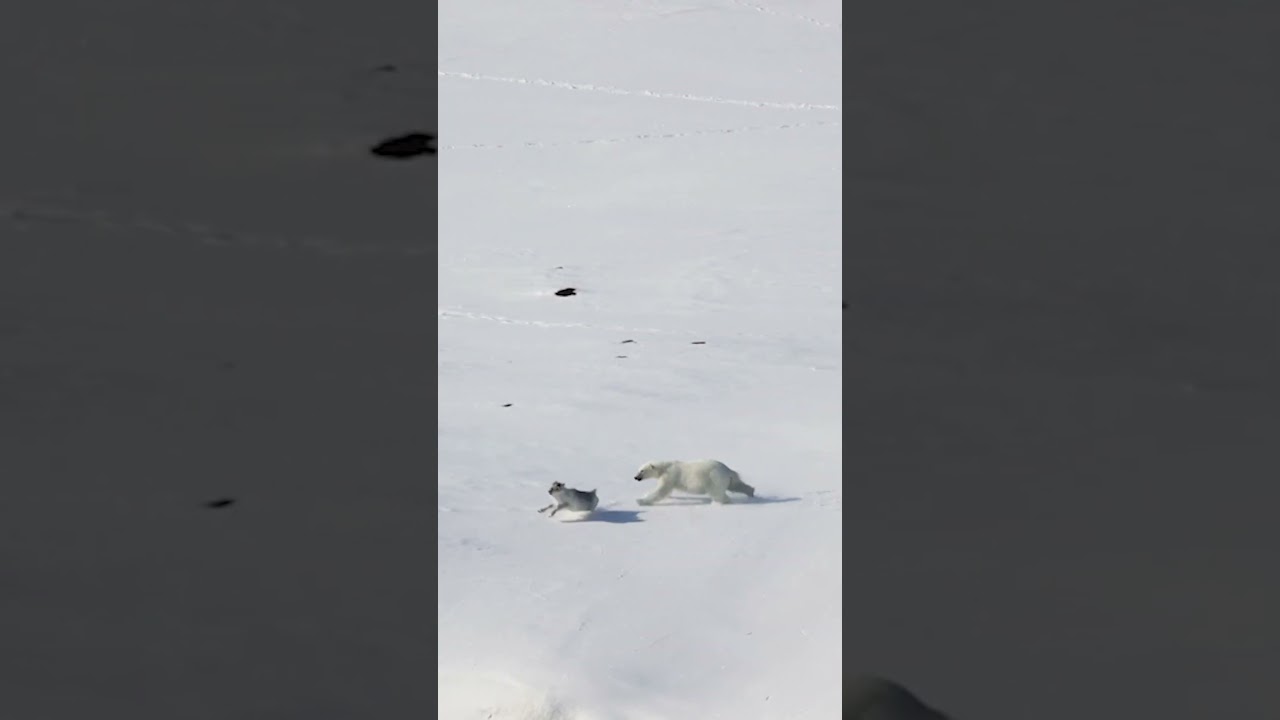 Polar Bear Runs Down Reindeer #natureismetal #keepnaturemetal #polarbear #reindeer