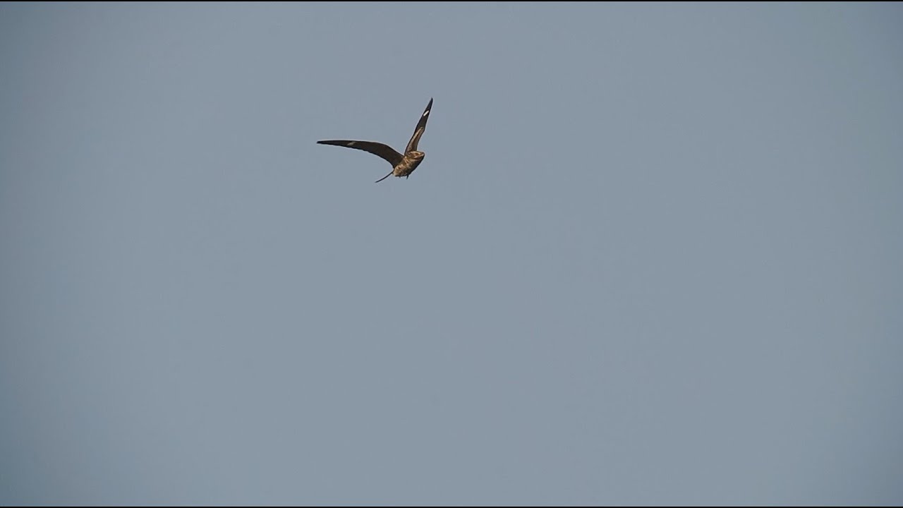 Common Nighthawks In Flight, 8/24/2024 (HD)