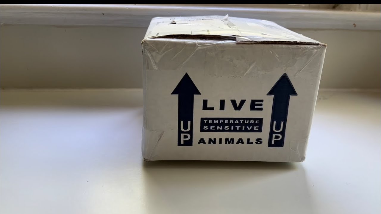 Backwater Reptiles Unboxing review. Eastern painted turtle. Musk turtle.