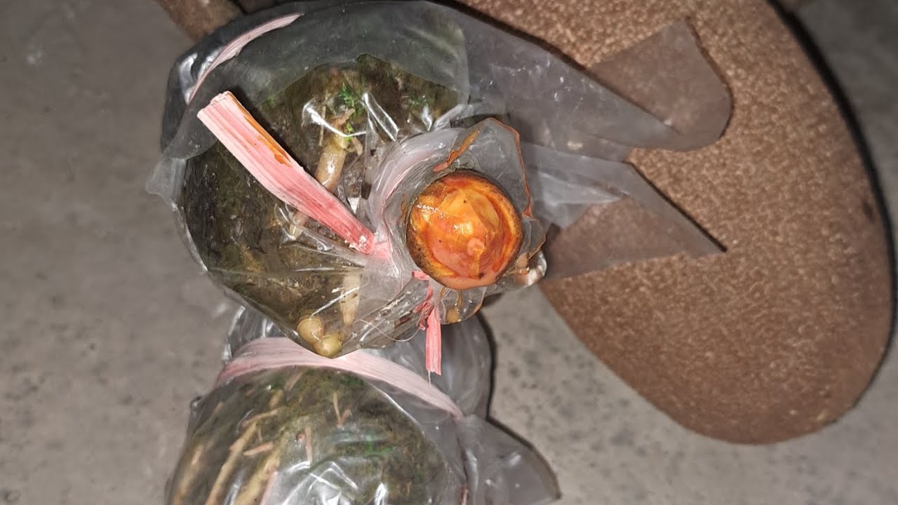 MEDIA CANGKOK REKOMENDASI?  MAMEY SAPOTE