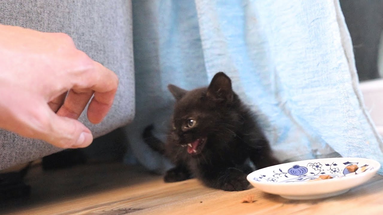 We Released A Little Black Devil In Our House And Now We Can't Catch Him