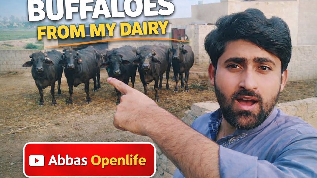 My Buffaloes From My Dairy | Village Life With Buffalo | Abbas Openlife