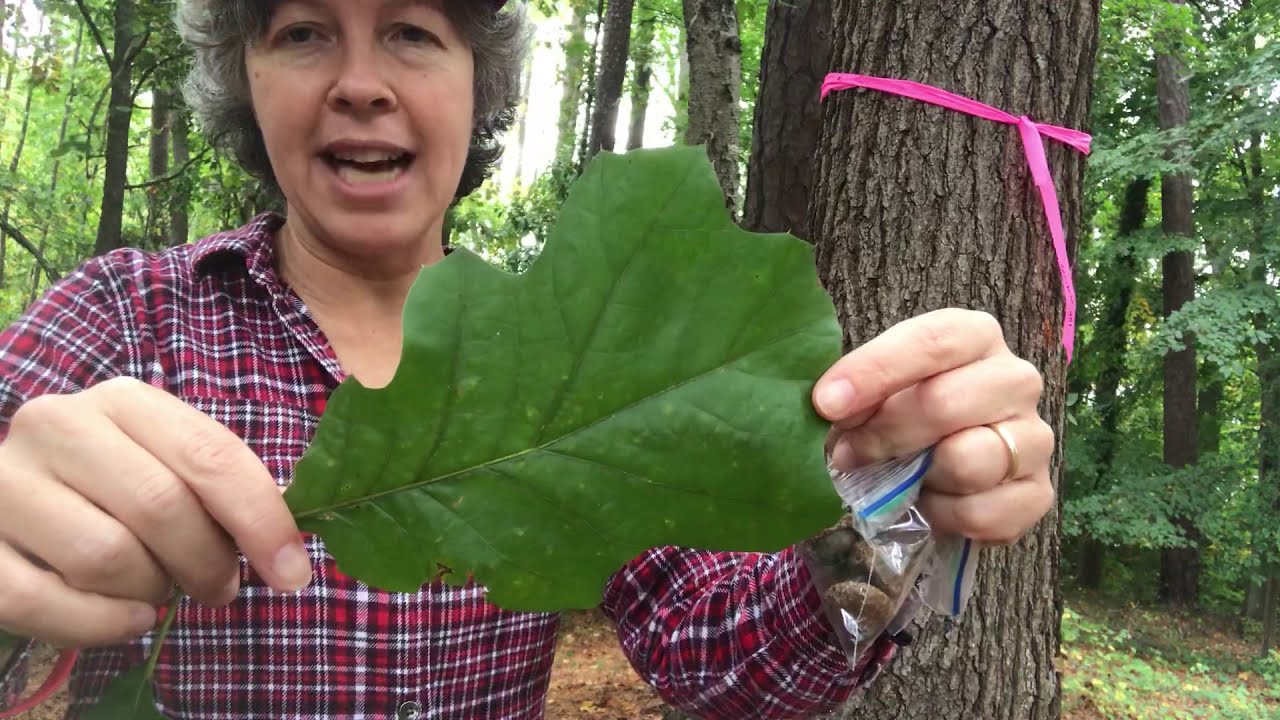 Quercus velutina (black oak)