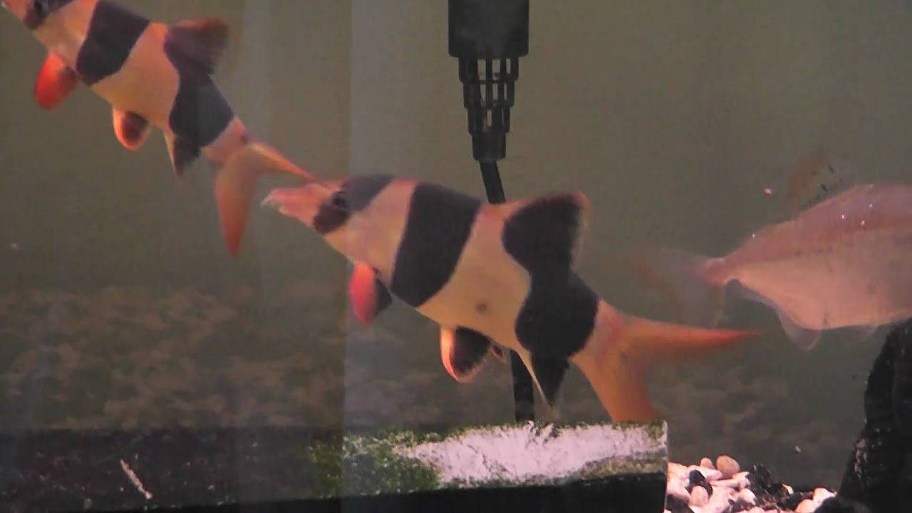 Panasonic HDC-TM55 Aquarium test footage