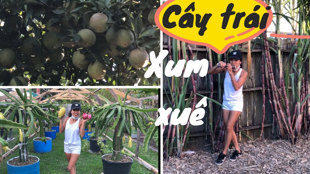 #80: Thăm Vườn Cô Chú Để Học Hỏi Cách Trồng, Chăm Sóc Và Cách Làm Giàn Thanh Long
