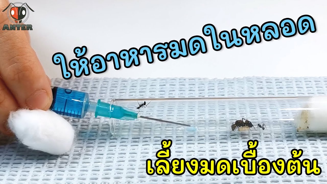 Anter Basic เลี้ยงมดเบื้องต้น - ให้อาหารมดในหลอดทดลอง