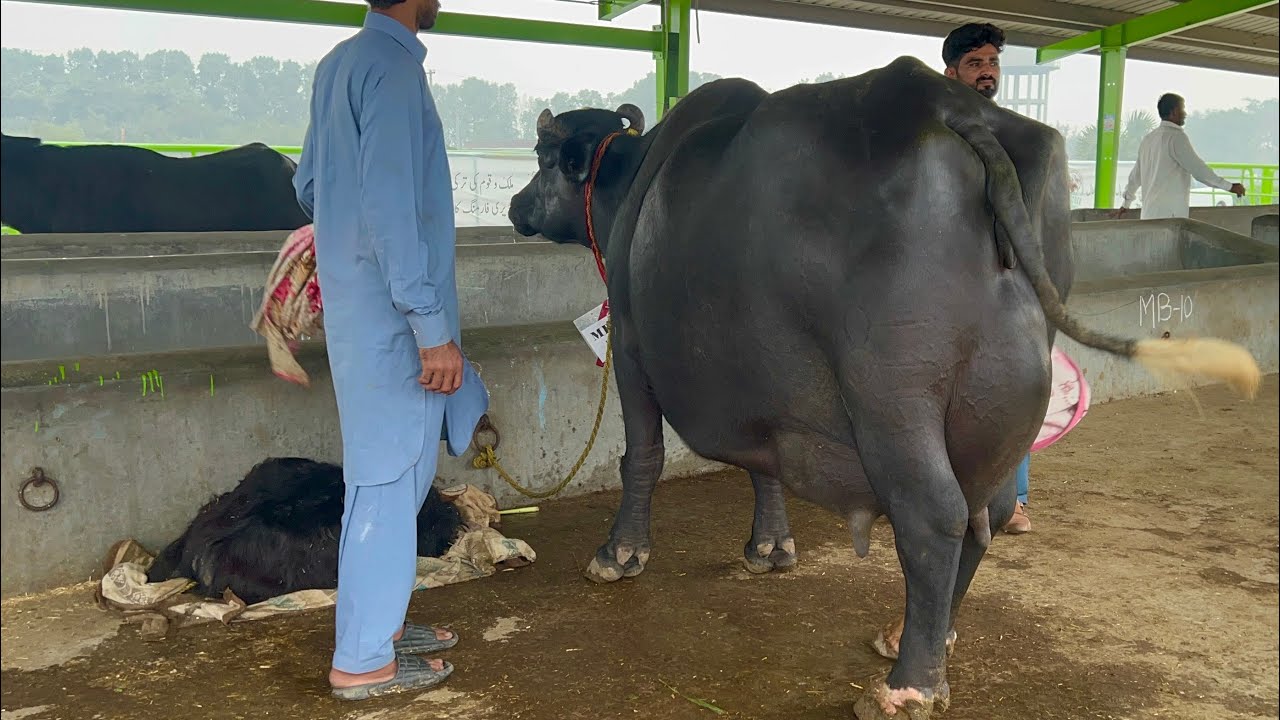 Final Buffalo Milk Competition 45.960 Kg Milk Record, Punjab Pakistan