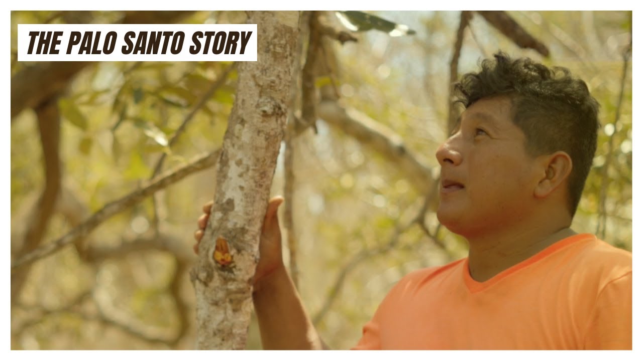The Sacred Wood Collectors - The Palo Santo Story Chapter 1
