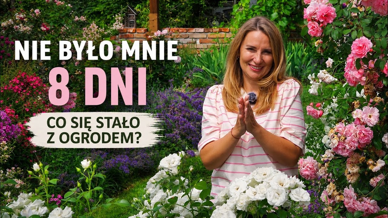 PEŁEN ROZKWIT R&Oacute;Ż, BYLIN I CLEMATIS&Oacute;W