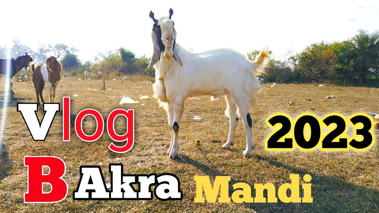 Bhopal bakra mandi | Gandhi nagar bakra mandi