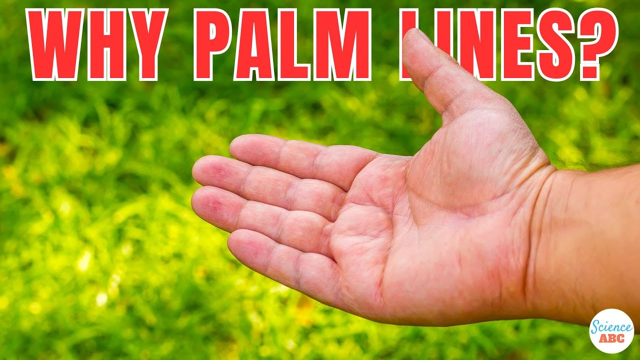 Why Do We Have Lines On Our Palms?