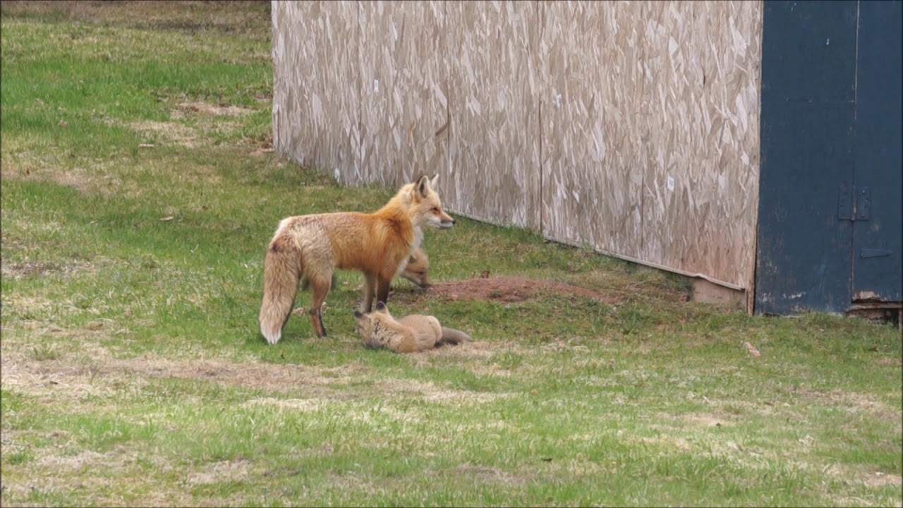 MOM IS HERE!!!! Fox kit excited to see his mom