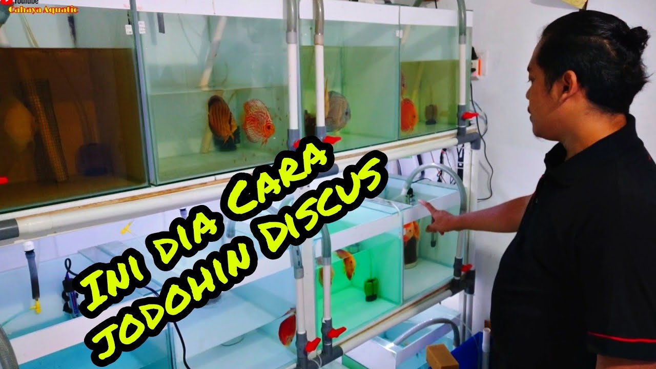 Cara Menjodohkan Ikan Discus//Part 1