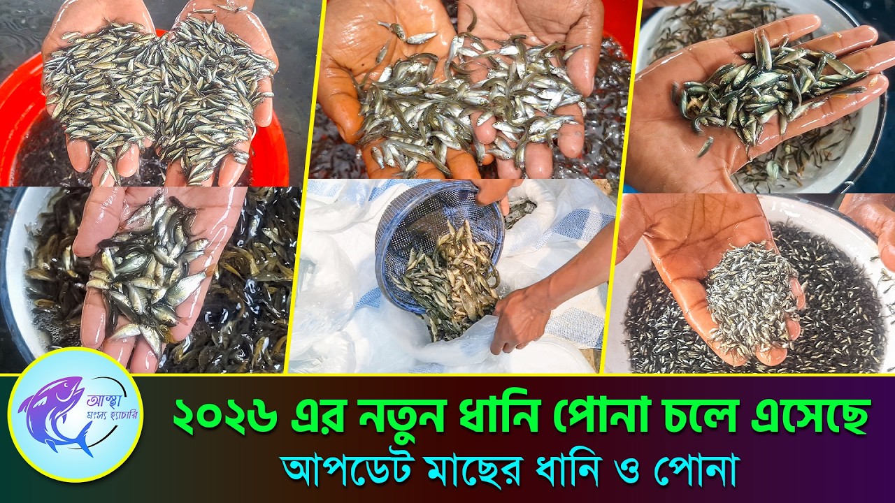 ২০২৬ এর নতুন ধানি পোনা চলে এসেছে! কোথায় পাবেন? দাম কত? জেনে নিন || আস্থা মৎস্য হ্যাচারি ২০২৬