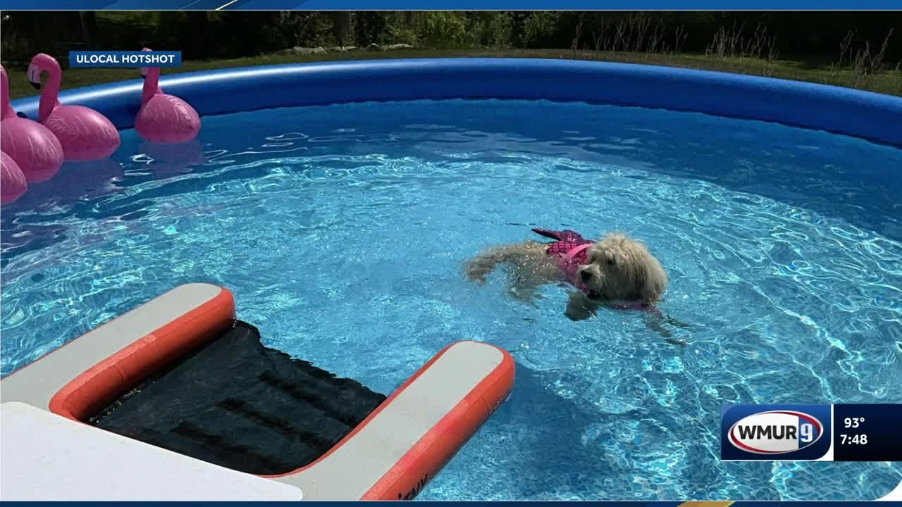 u local hot shot: Holly the dog enjoys a refreshing summer swim