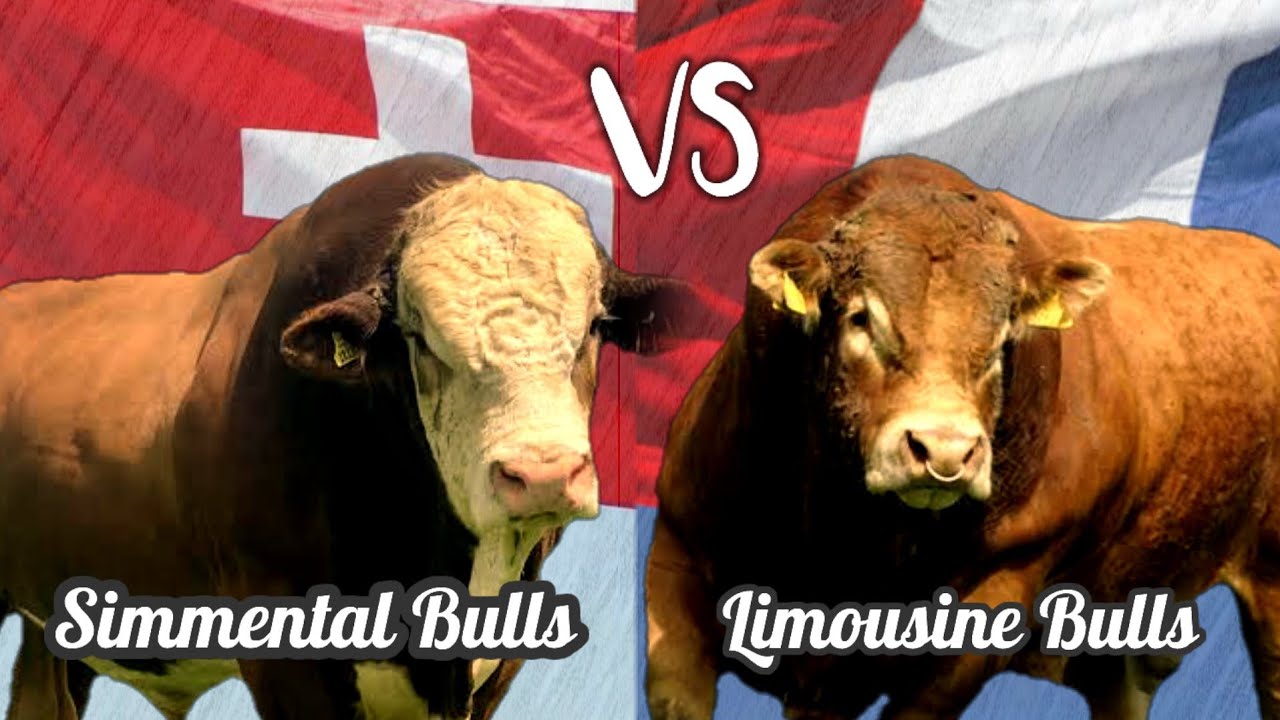 Sapi Simental Vs Sapi Limousin Dan Cara Mengatasi Kelemahan Sapi Eropa Di Cuaca Panas