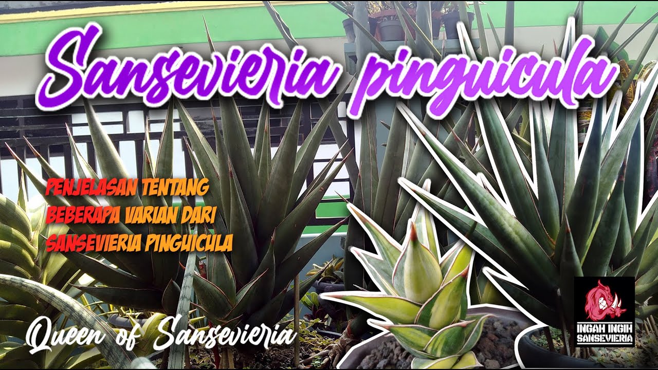 SANSEVIERIA PINGUICULA | QUEEN OF SANSEVIERIA | VARIETY OF SANSEVIERIA PINGUICULA