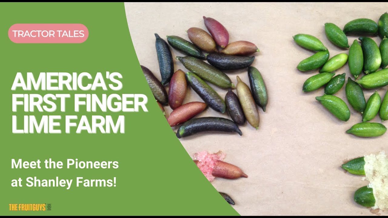 America's First Finger Lime Farm: Meet the Pioneers at Shanley Farms!