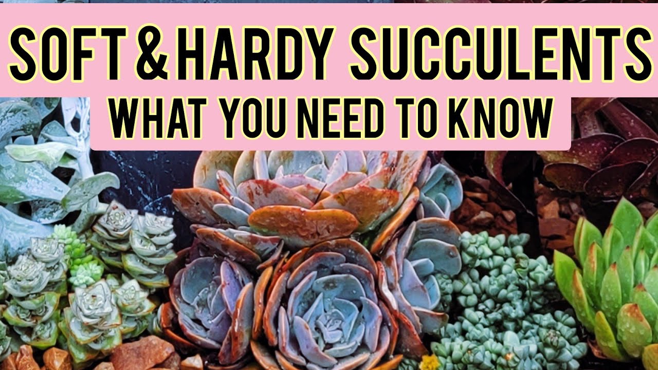 SOFT AND HARDY SUCCULENTS -  WHAT YOU NEED TO KNOW.