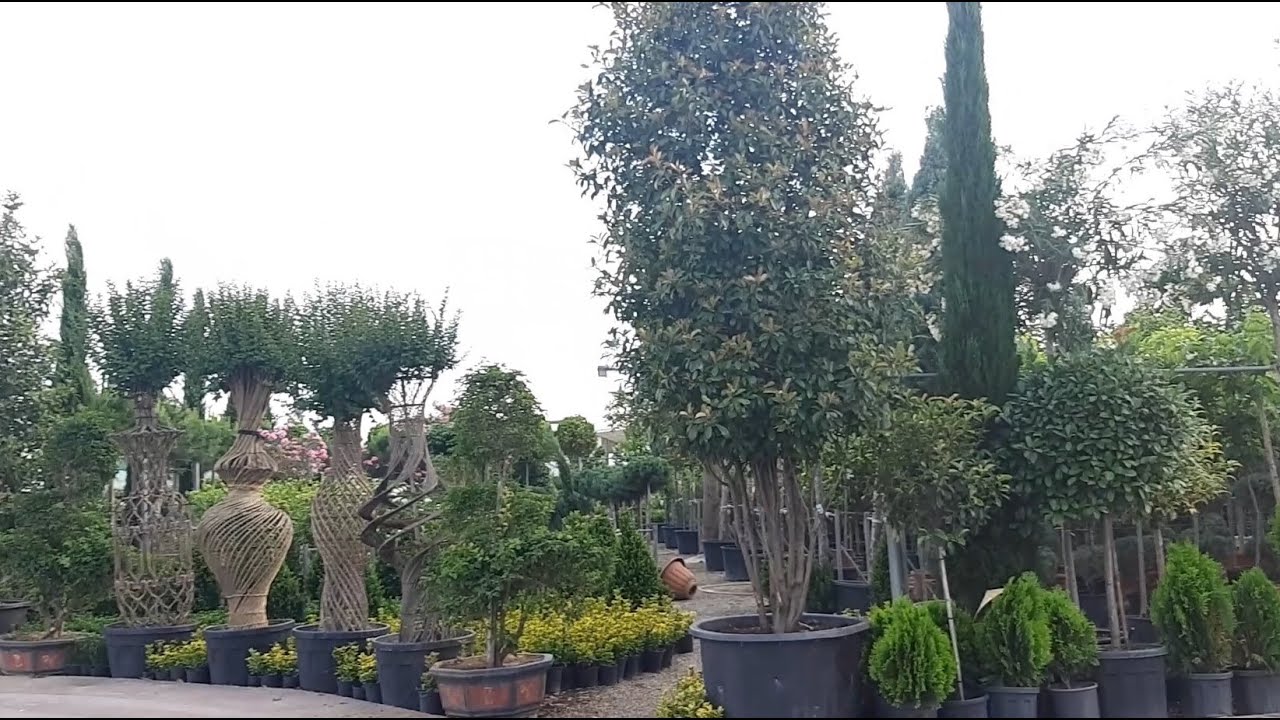 جولة في احد مشاتل الزرع والزهور في اربيل/اكبر مشتل ممكن تشوفوه/#اكسبلور _حدائق_مشاتل#جولاتي#فلوكات