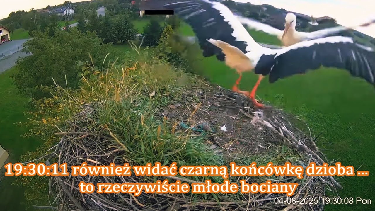 WZ 04.08.2025 - Nalot na gniazdo Wolanki ... wieczorny trening obrony domu 🕵‍♀️ (Wola Zabierzowska)
