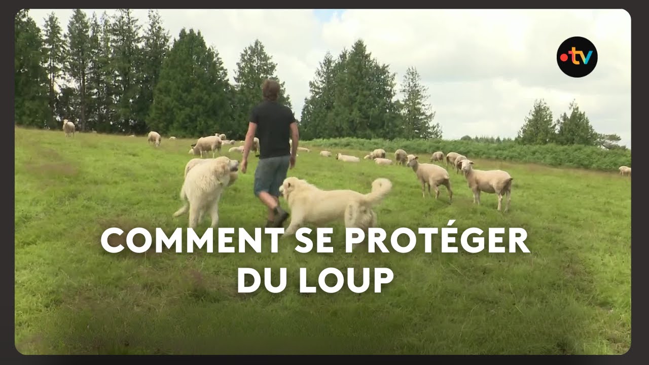 Le loup : nombreuses attaques sur des troupeaux domestiques, notamment en Finistère et Côtes-d'Armor