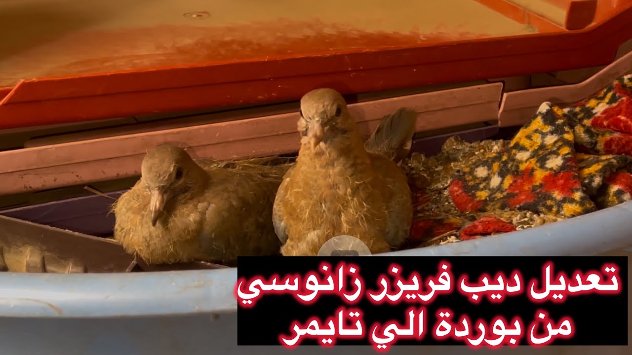 تعديل ديب فريزر زانوسي من بوردة الي تايمر 01001839120