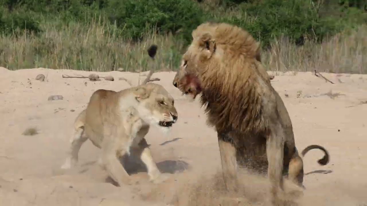We're Back! New Safari & Wildlife Videos Coming Soon | MalaMala Game Reserve