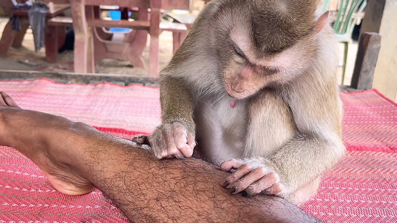 ASMR Monkey Primal Stimulation Foot & Grooming Relaxing During Sleep