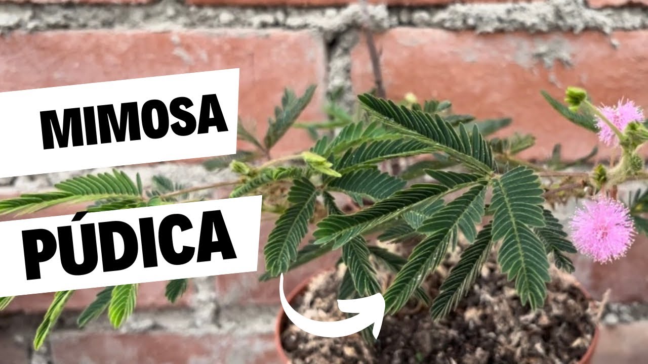 MIMOSA PUDICA CUIDADOS Y TIPS para tenerla en casa