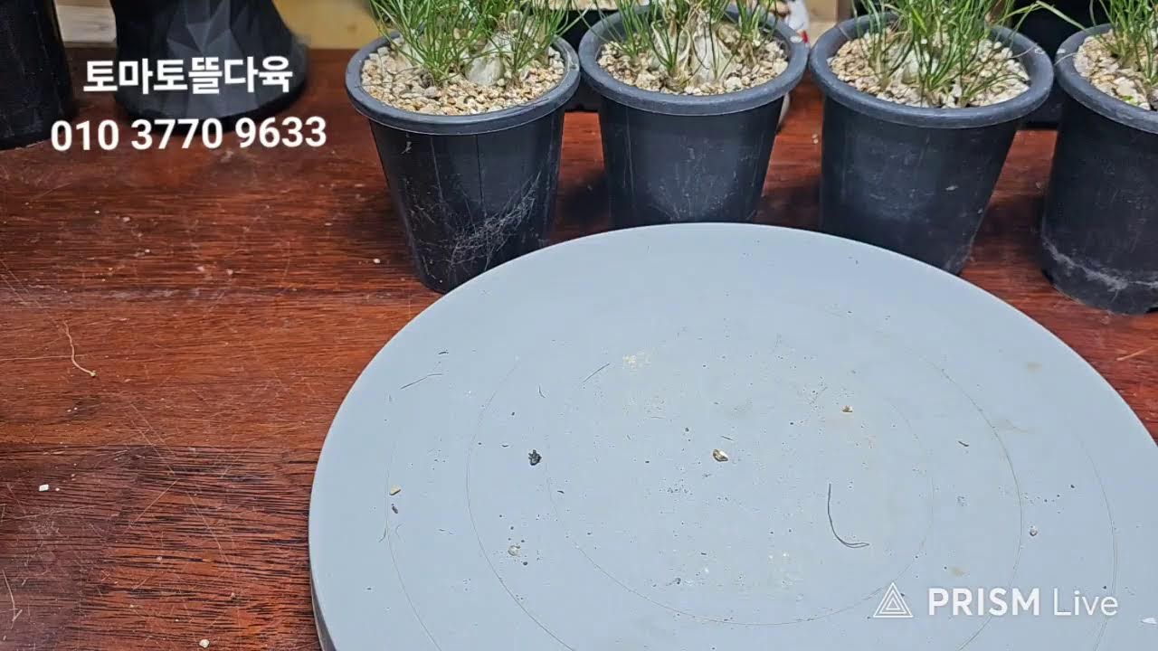 토마토뜰다육  라이브 방송