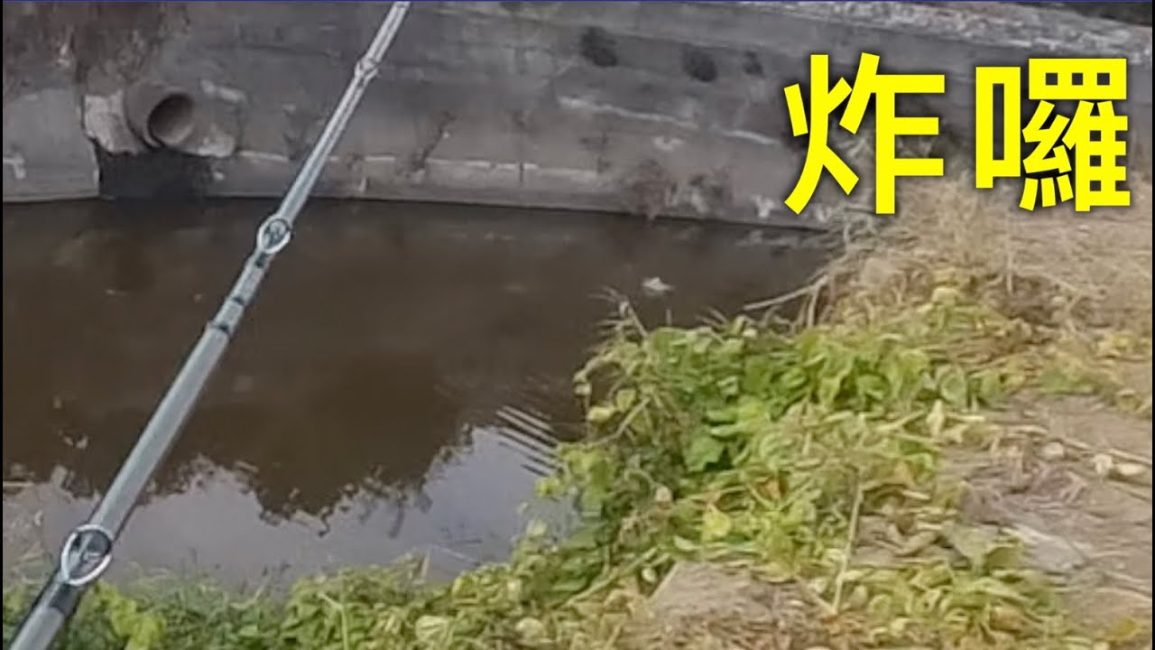 尋呆之旅！一呆難求，還好讓我在水溝找到一隻會炸的魚！！