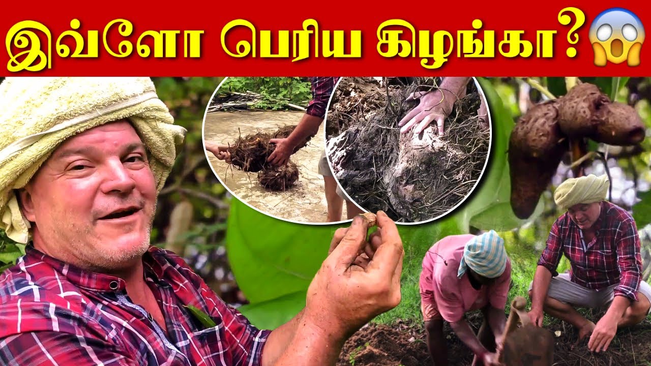 தமிழர் உணவு வெத்தலை வள்ளி கிழங்கு Harvesting | வீட்டிலேயே வளர்க்கலாம் | Krishna Mckenzie