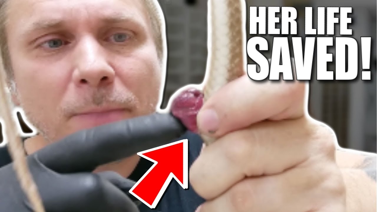 MY SNAKE PROLAPSED! NOW WHAT?? | BRIAN BARCZYK