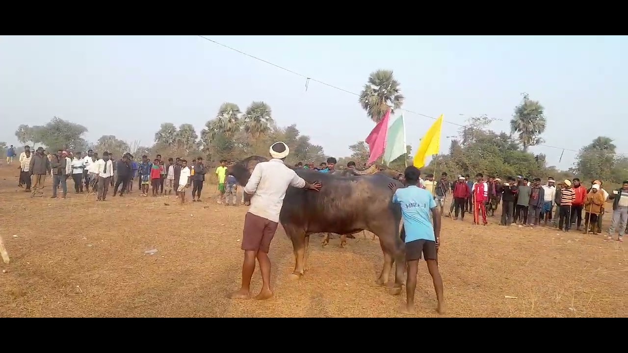 Aamgachi❌️ v/s moyra baromasya✅️ At telopara