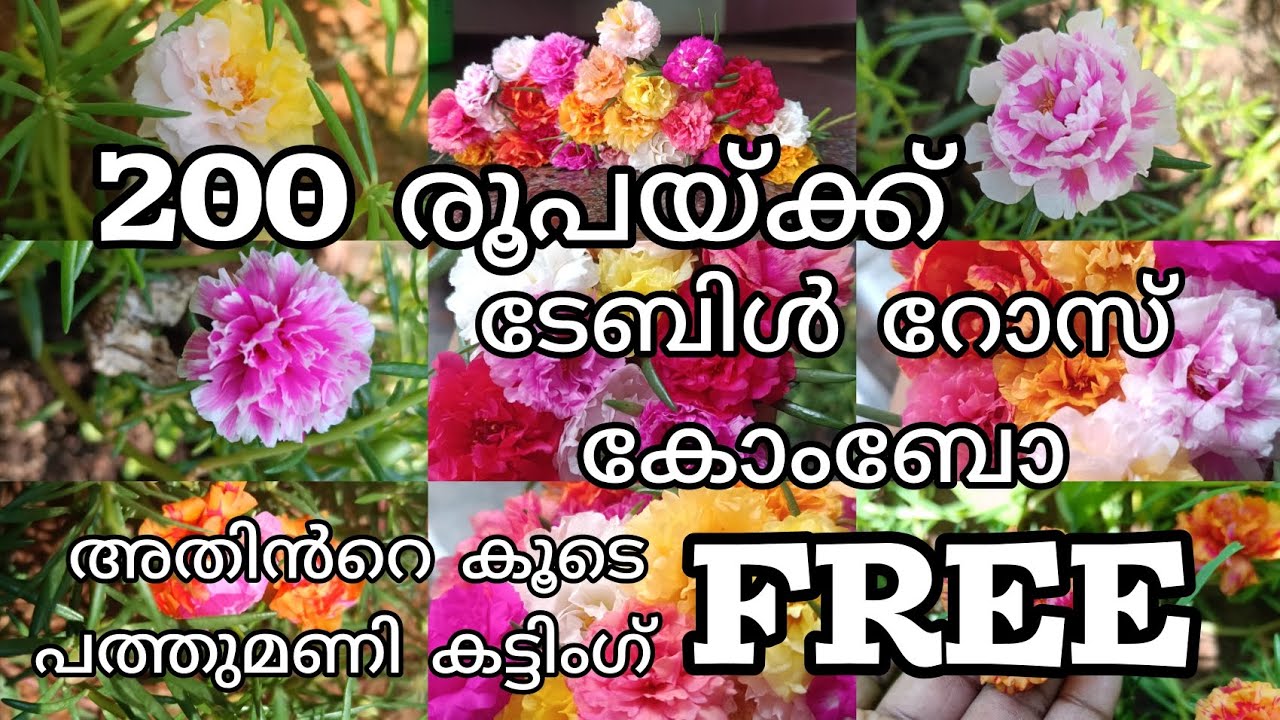 😲വമ്പൻ കോമ്പോ ഓഫർ 200 രൂപയ്ക്ക് പത്തുമണി #pathumani #plants #plantcare #gardening #pottingmix #rose