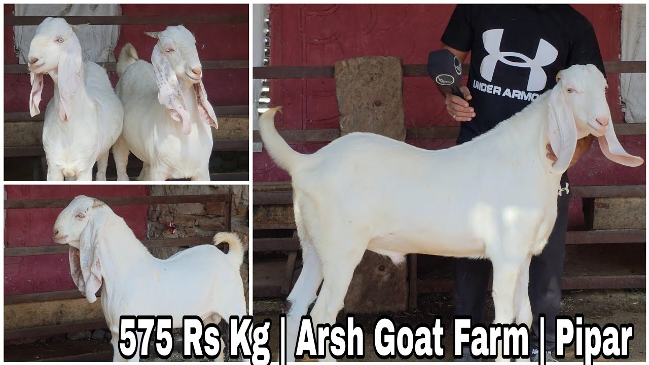 Arsh Goat Farm | 575 Rs Kg Retail | pipar Rajasthan