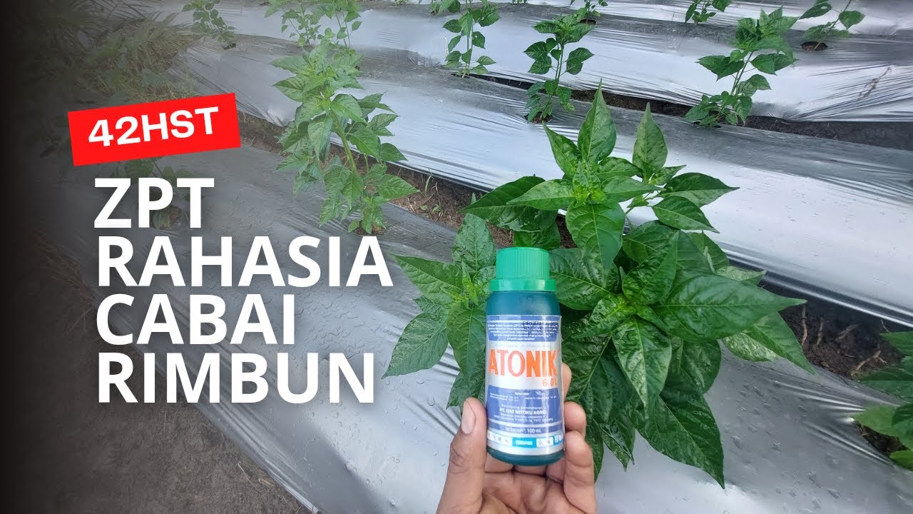 Manfaat ZPT Atonik untuk Tanaman Cabai.