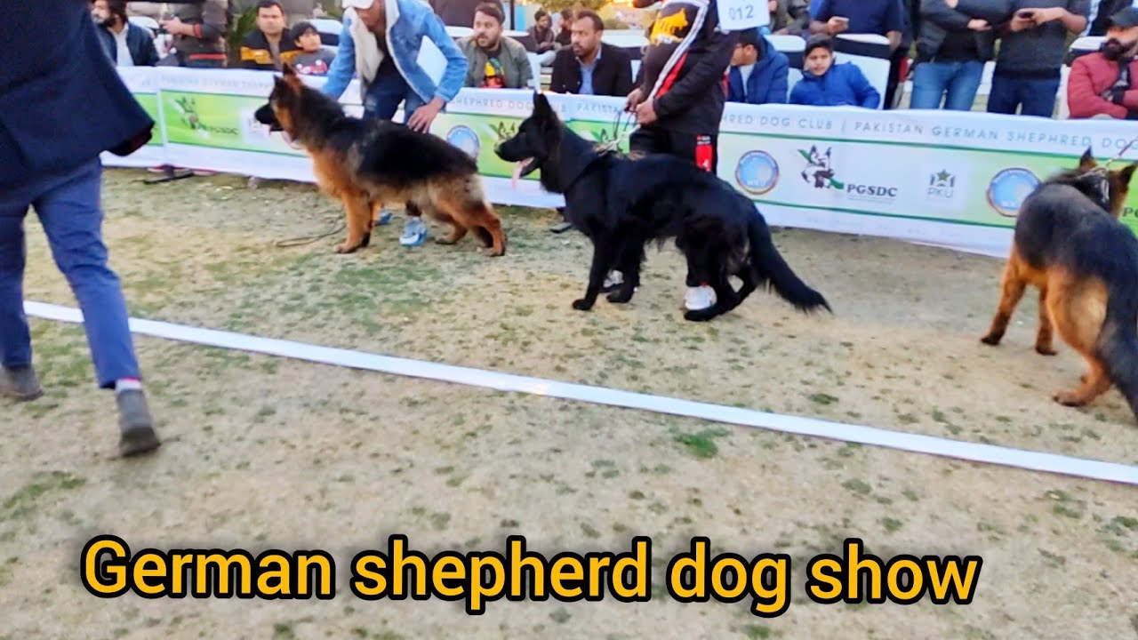 Rawalpindi Dog show German shepherd